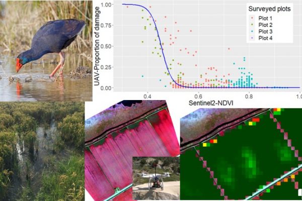 New article: Calibrating Sentinel-2 imagery with multispectral UAV derived information to quantify damages in Mediterranean rice crops caused by western Swamphen (Porphyrio porphyrio)