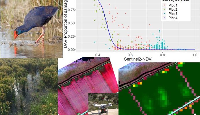 New article: Calibrating Sentinel-2 imagery with multispectral UAV derived information to quantify damages in Mediterranean rice crops caused by western Swamphen (Porphyrio porphyrio)