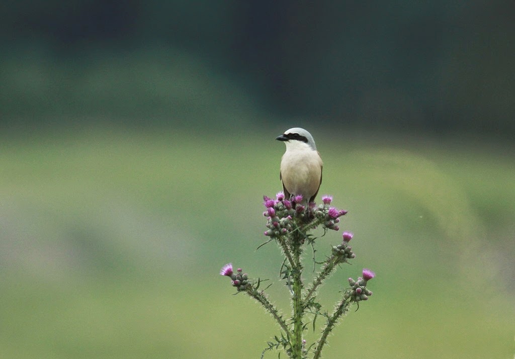 New article: Optimising long-term monitoring projects for species distribution modelling.  How atlas data may help