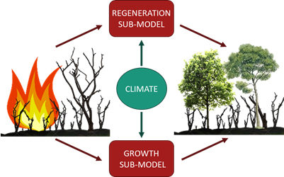 New article: From stand to landscape: modelling post-fire regeneration and species growth