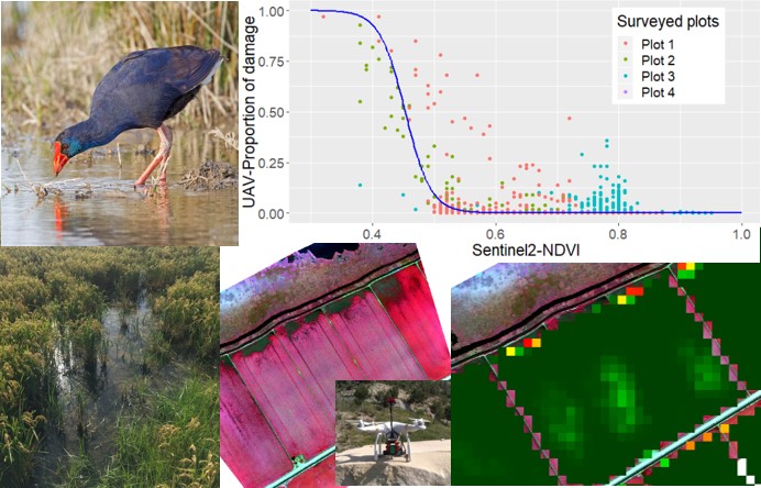 New article: Calibrating Sentinel-2 imagery with multispectral UAV derived information to quantify damages in Mediterranean rice crops caused by western Swamphen (Porphyrio porphyrio)