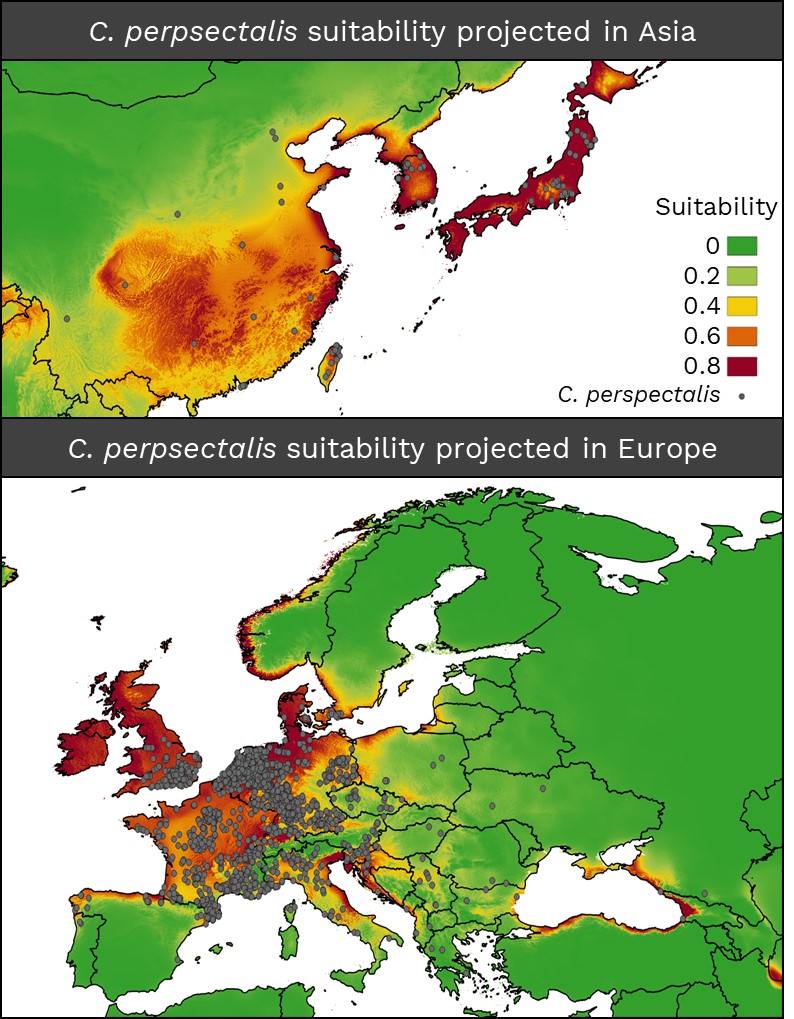 Predicting the potential distribution and forest impact of the invasive species Cydalima perspectalis in Europe